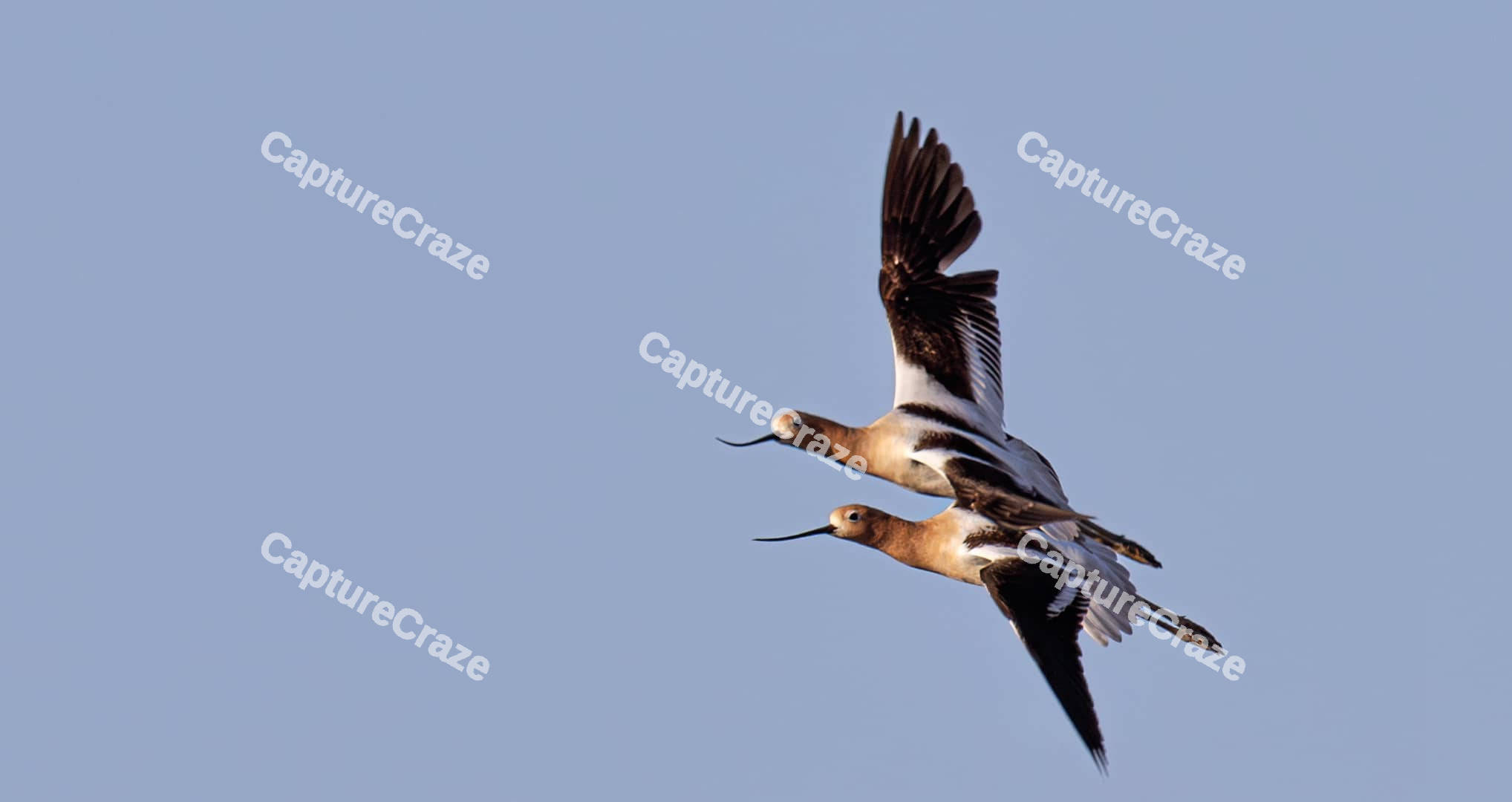 Two American Avocet birds